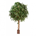 Giant Ficus Exotica Tree 315cm